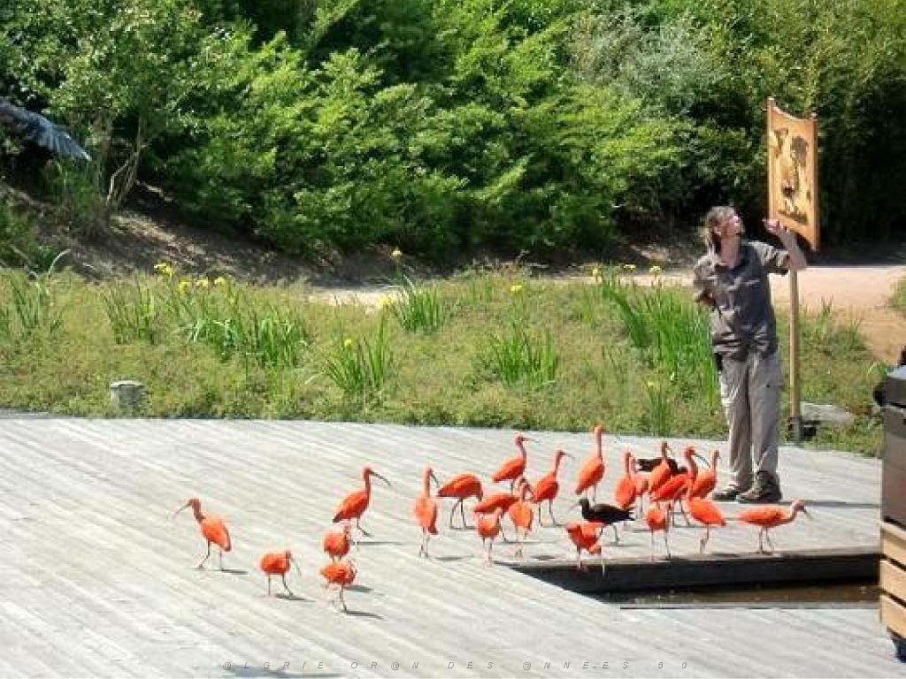 101PARC AUX OISEAUX DANS L AIN 2016 3_000049.jpg